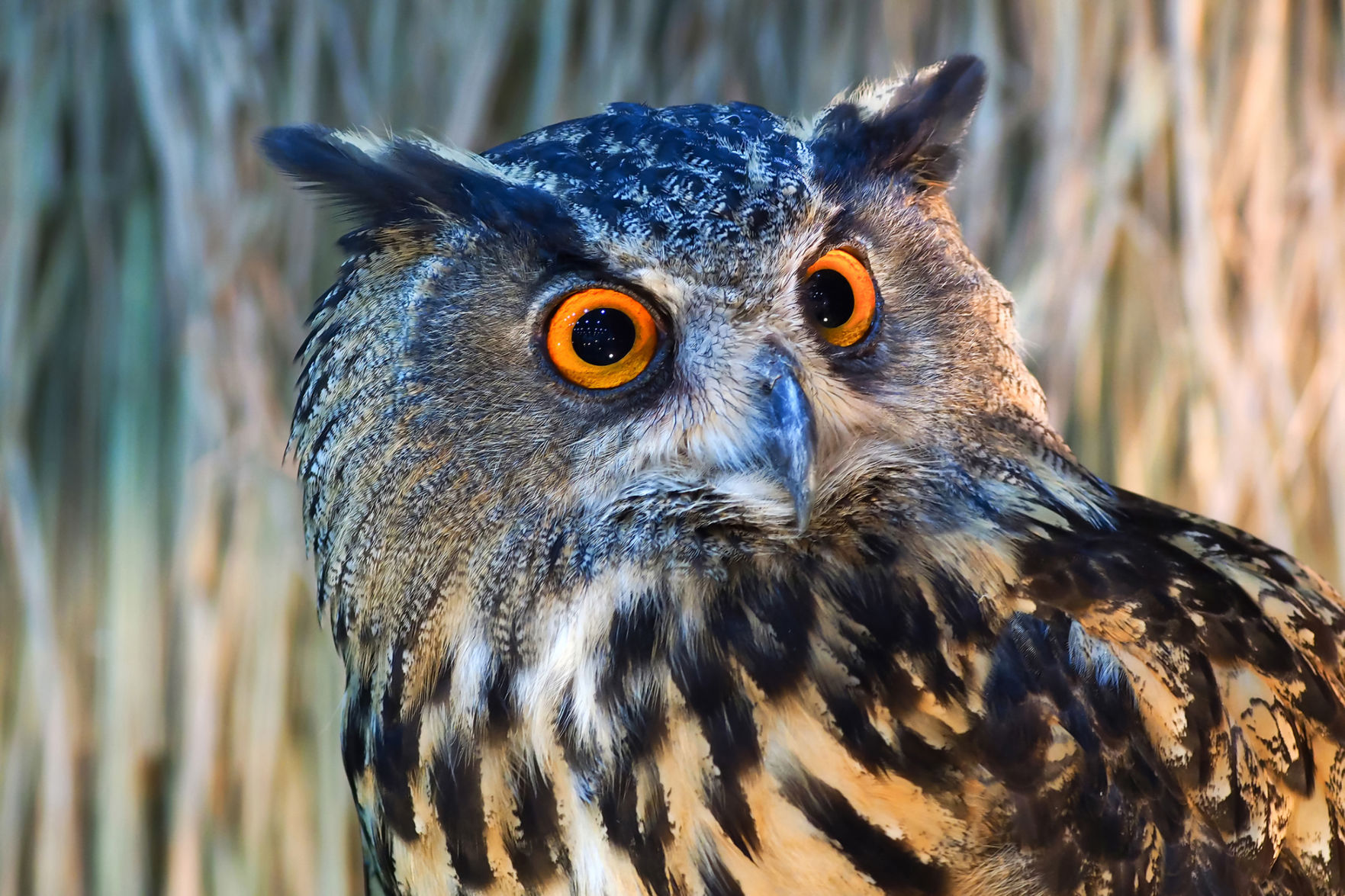 Owls